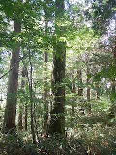 c0359615_12523984.jpg