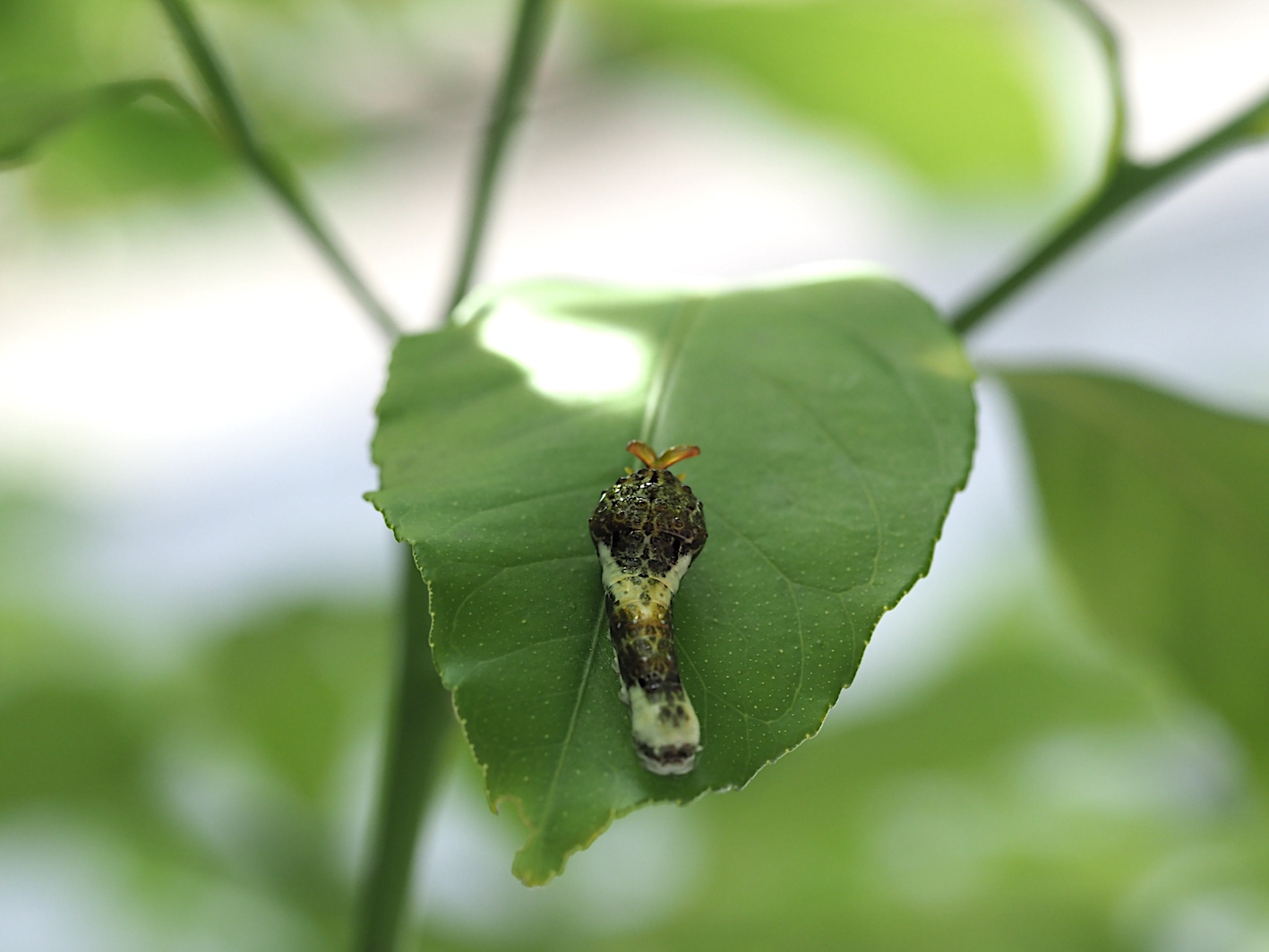 庭のクロアゲハ幼虫 その1 18年8月30日 みき の虫撮り友人帖