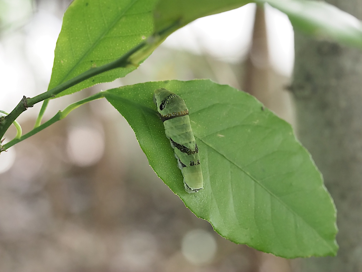 庭のクロアゲハ幼虫 その1 18年8月30日 みき の虫撮り友人帖