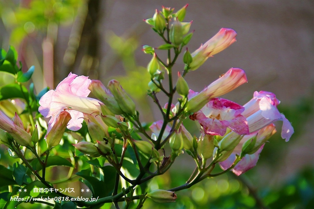 カズラと呼ばれる花にも色々な別名が 自然のキャンバス カズラと呼ばれる花にも色々な別名が 自然のキャンバス