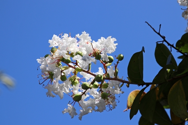 a0242438_17554261.jpg