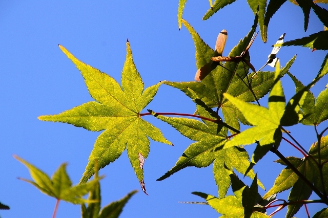 a0242438_17555198.jpg