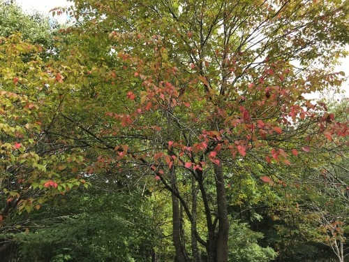 e0242439_17275301.jpg