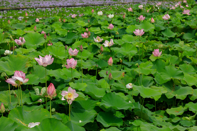 夏の花畑18 本薬師寺跡の蓮畑 花景色 K W C Photoblog 夏の花畑18 本薬師寺跡の蓮畑 花景色 K W C Photoblog
