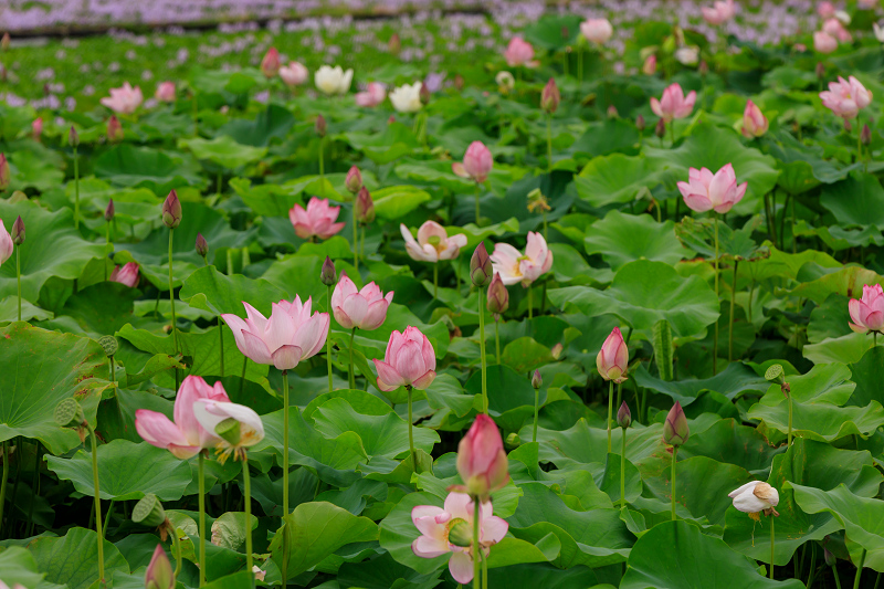 夏の花畑18 本薬師寺跡の蓮畑 花景色 K W C Photoblog 夏の花畑18 本薬師寺跡の蓮畑 花景色 K W C Photoblog