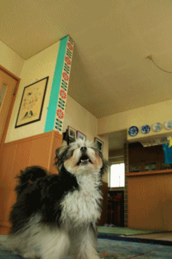 c0145250_09264306.gif