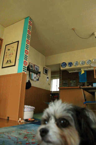 c0145250_09270786.gif