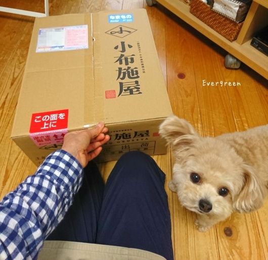 9/1(土) 青りんご。_d0362666_18272427.jpg