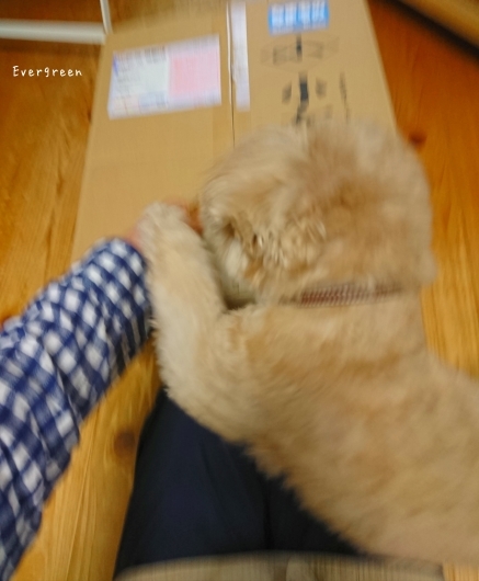 9/1(土) 青りんご。_d0362666_18281178.jpg