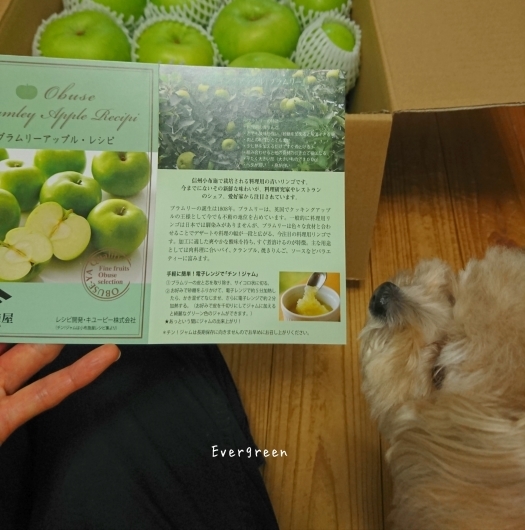 9/1(土) 青りんご。_d0362666_18283534.jpg