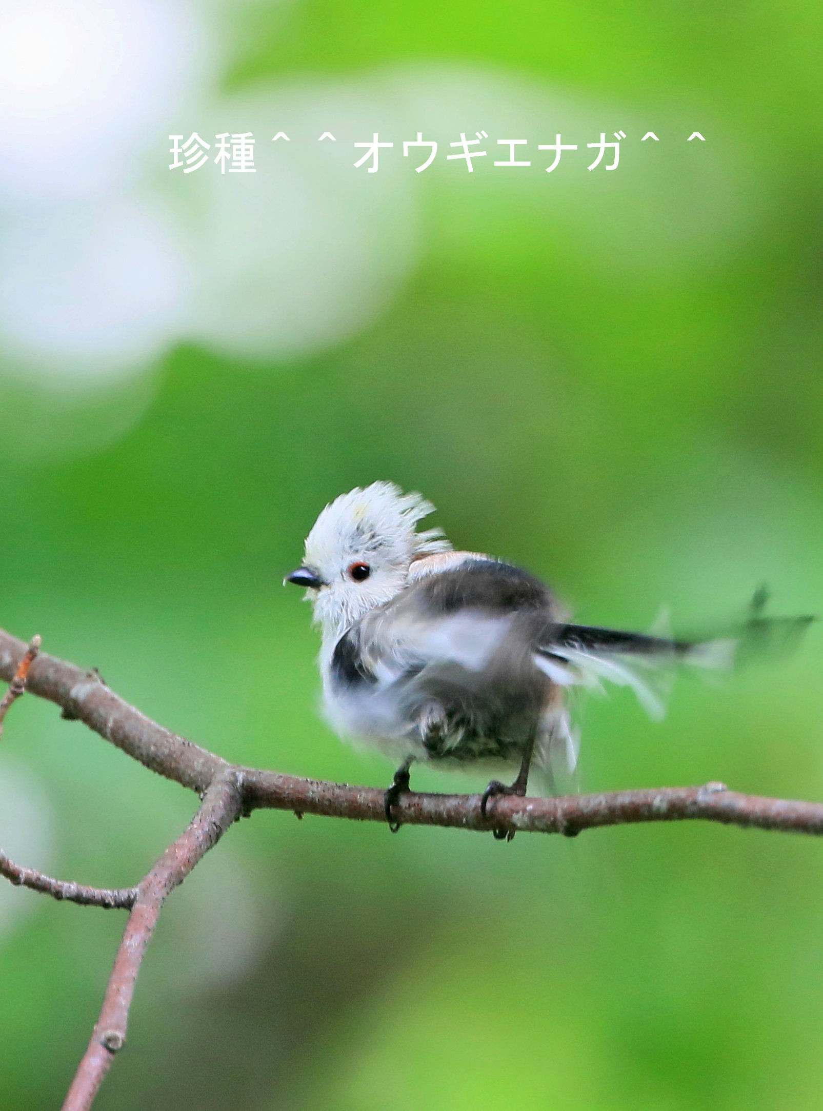 鶴の湯温泉　シマエナガ_c0229170_04573689.jpg