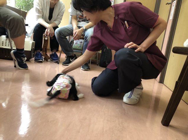 パピー教室(2018.9.2)_e0367571_18414356.jpg