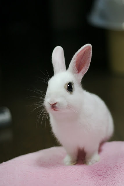 RIP Chula 安らかに眠れ _f0115475_19361132.jpg