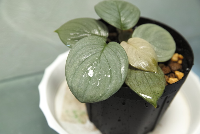Homalomena sp. '月輪' Homalomena sp. '月輪'