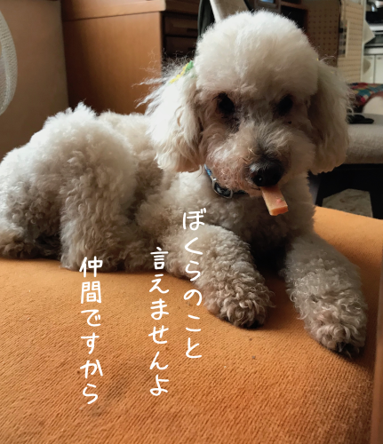 a0216583_18212696.png
