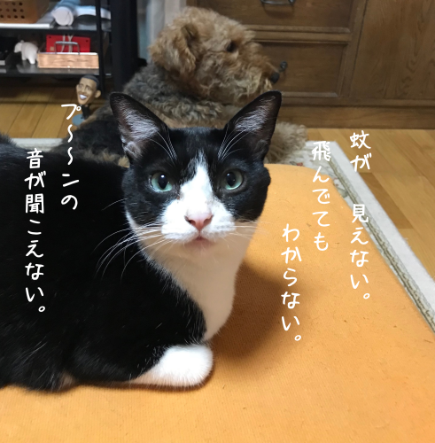 a0216583_18314357.png