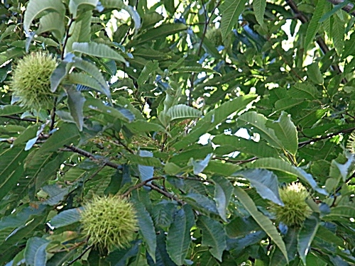 e0086885_13480300.jpg