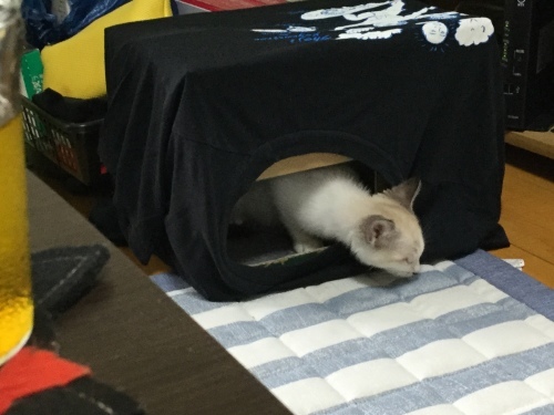 d0179994_17414125.jpeg