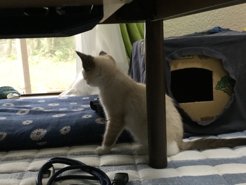 d0179994_17421926.jpeg
