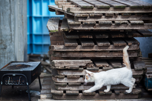 自由猫写真館　2018　＃7_f0003598_21373507.jpg