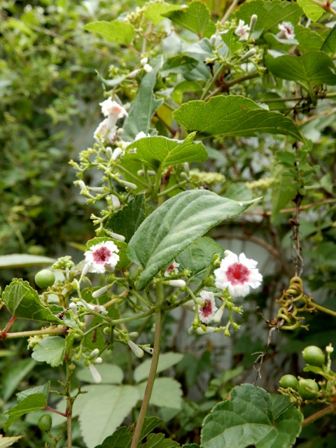e0025300_20323213.jpg