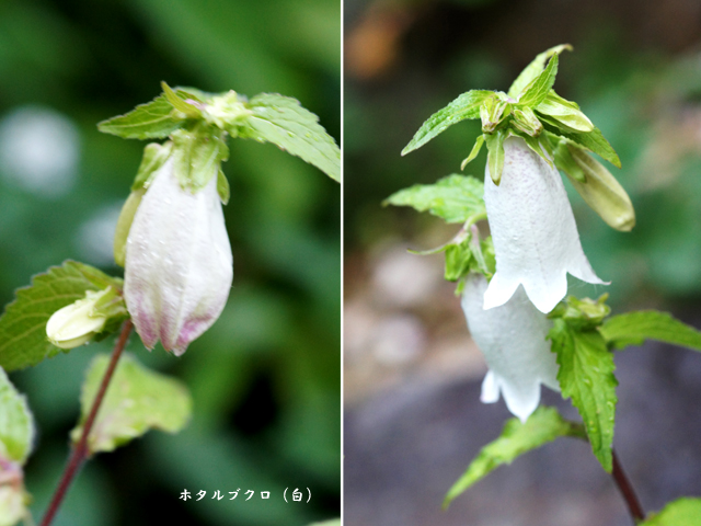 6月の我が家の花 野草デジカメ日記