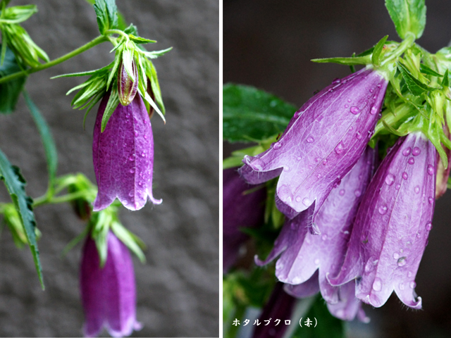 6月の我が家の花_e0039703_141233.jpg