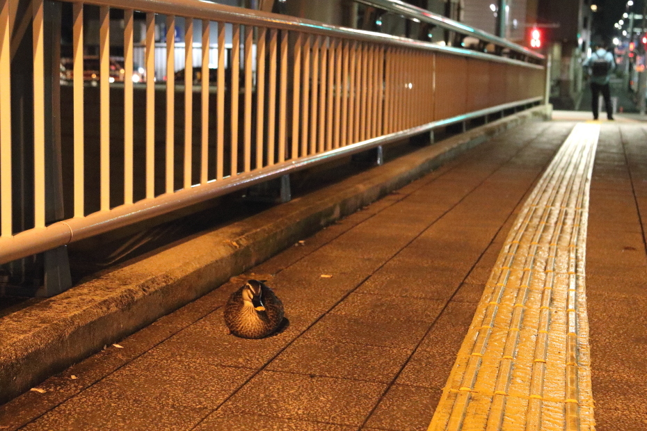 夜に佇む…カルガモくん…_b0190710_22042407.jpg