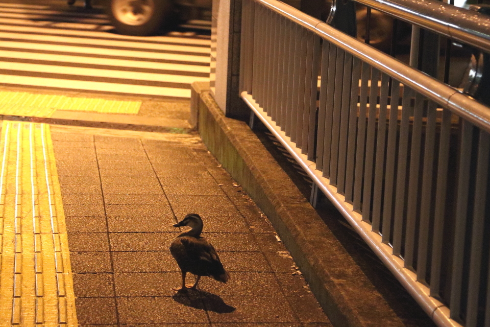 夜に佇む…カルガモくん…_b0190710_22042470.jpg