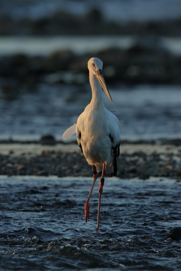 コウノトリ Ⅸ 斜光_f0369315_12564059.jpg