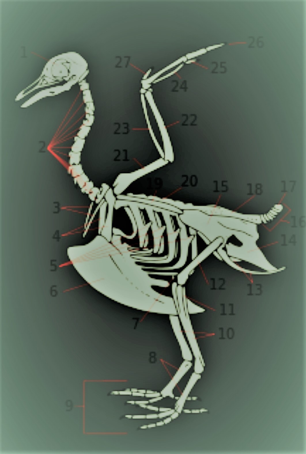 母をコロスにゃ刃物は要らぬ 鶏の骨さえあればいい 目から鱗ンタクトレンズ