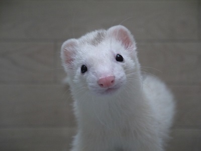 腹の立つ話 いたち生活