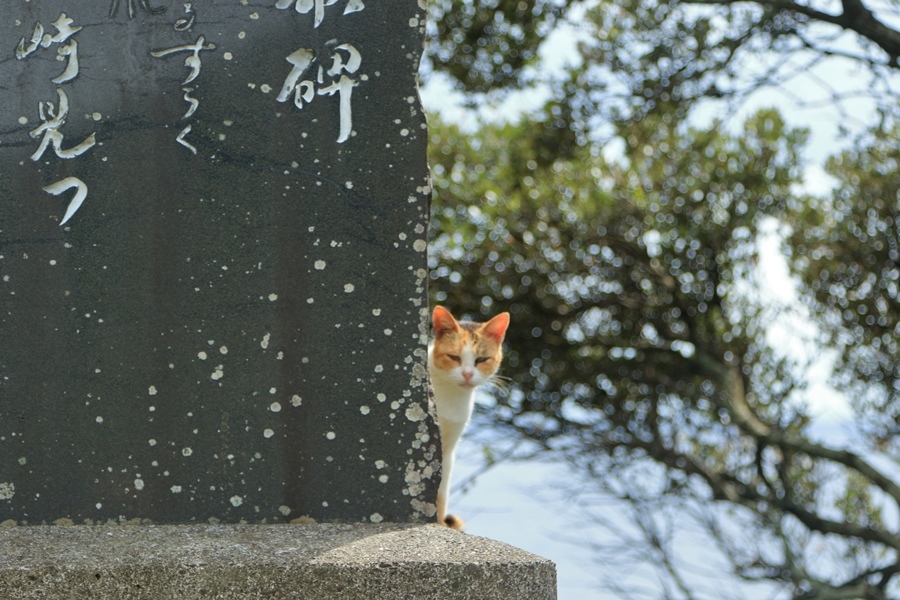 灯台猫(=^・^=)_a0076825_13394261.jpg