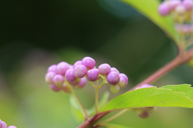 e0321325_16383667.jpg