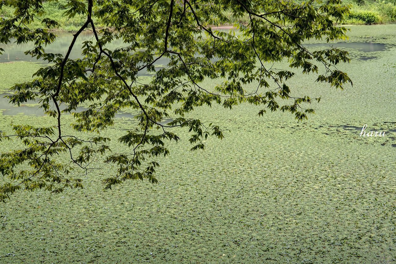 玉泉湖と氷室小屋_f0297537_11361068.jpg