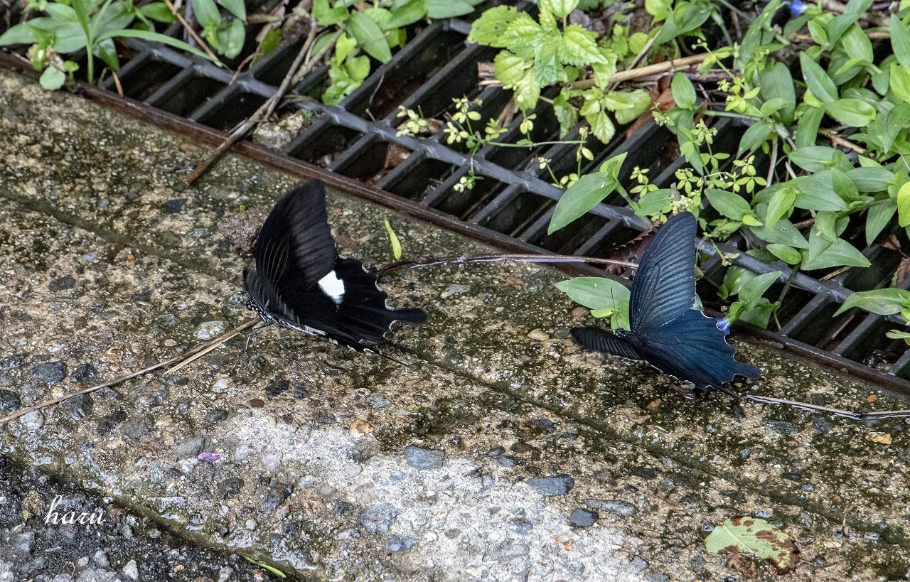 玉泉湖と氷室小屋_f0297537_11361422.jpg