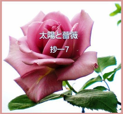 与謝野晶子第十七歌集 ≪太陽と薔薇≫ 抄－7（終） : Merrydiary