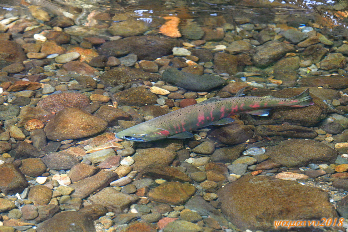 f0194048_05415219.jpg