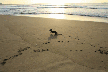 c0145250_09500732.gif