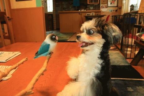 c0145250_15521763.gif
