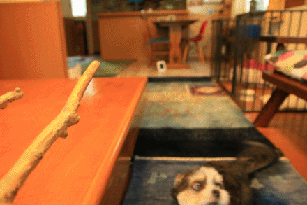 c0145250_15524476.gif