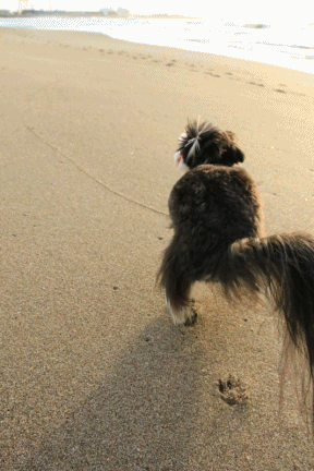 c0145250_15592160.gif