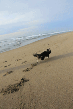 c0145250_15593089.gif
