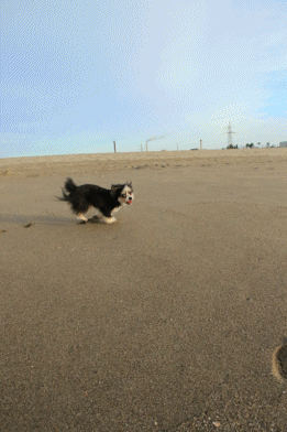 c0145250_15594473.gif