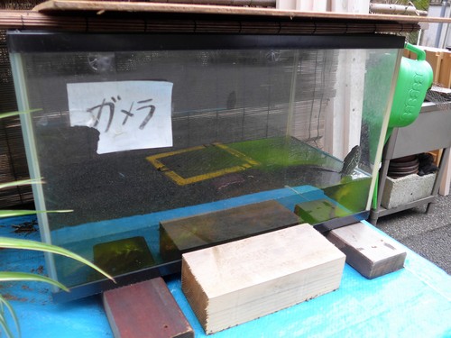 奥多摩から山梨小菅村へ行く。_f0232060_1473696.jpg