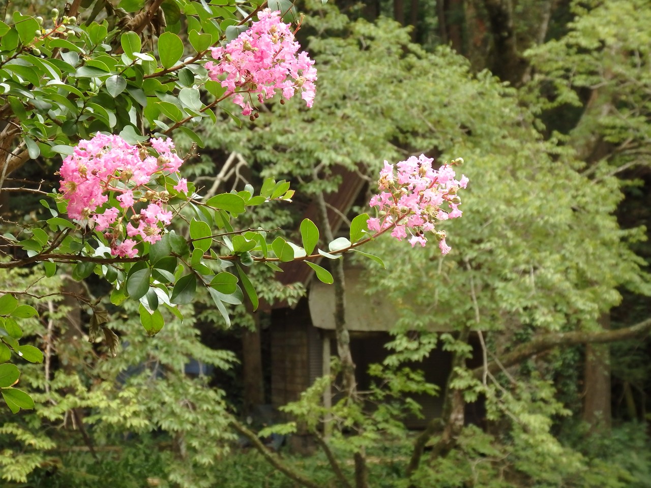 d0054276_2049677.jpg