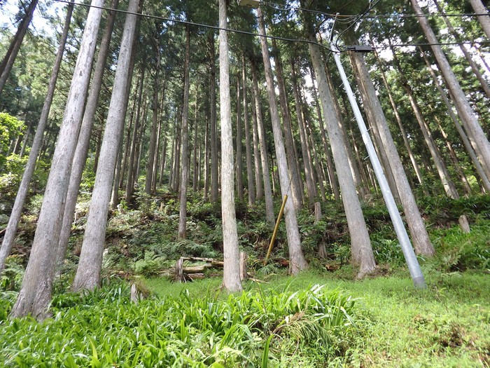 d0054276_2053778.jpg