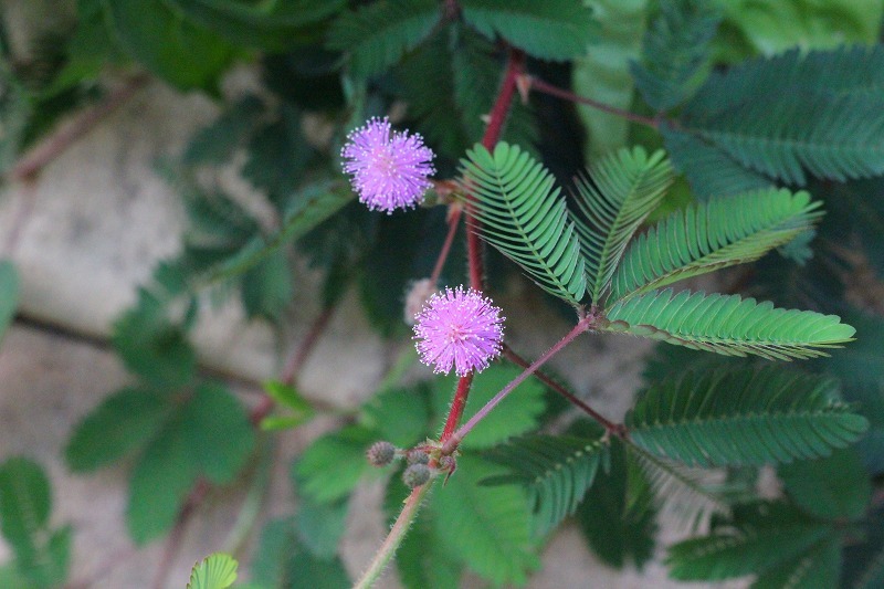 e0374581_23103977.jpg