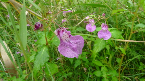 c0212083_18184540.jpg