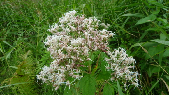 c0212083_18195027.jpg